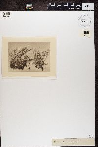 Cladonia glauca image