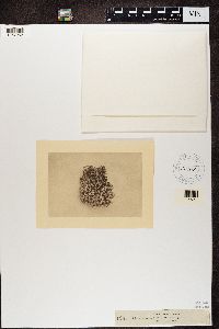 Cladonia rangiferina image