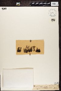 Cladonia crispata image