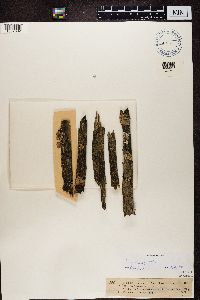 Lecanora symmicta image