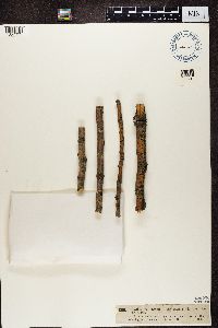 Naetrocymbe punctiformis image