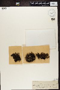 Cladonia crispata image