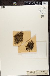 Cladonia crispata image