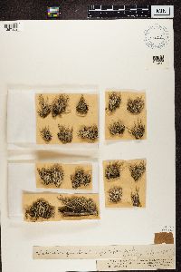 Cladonia fimbriata image