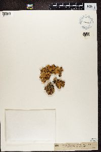 Platismatia norvegica image