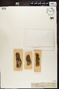 Phaeophyscia orbicularis image