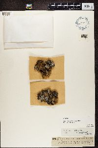 Peltigera rufescens image