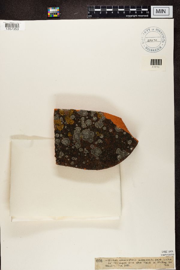 Rufoplaca arenaria image