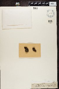 Rinodina exigua image