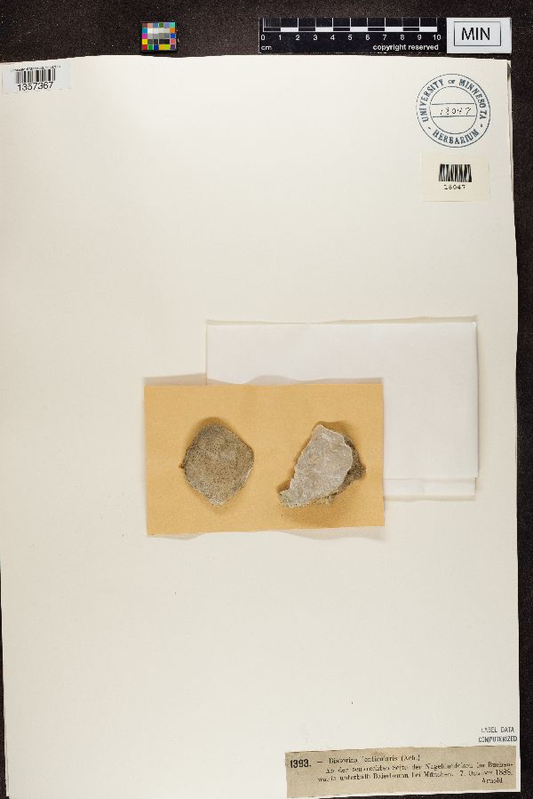 Catillaria lenticularis image