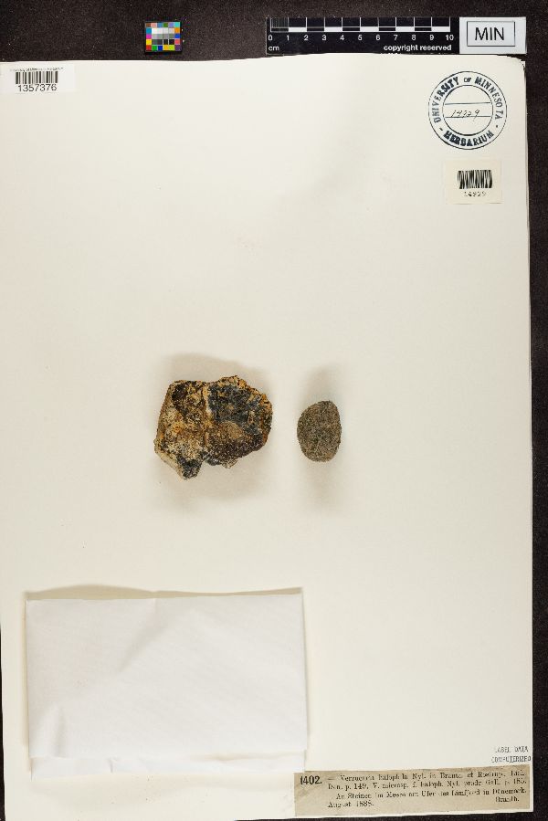 Verrucaria halophila image