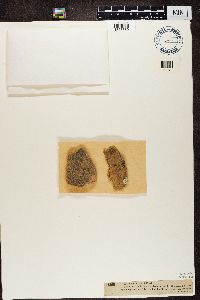 Pyrenocollema halodytes image