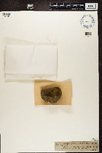 Thelocarpon laureri image