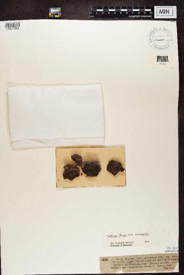 Enchylium bachmanianum image