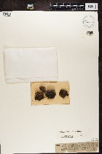 Media resource of Enchylium bachmanianum