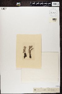 Cladonia carneola image