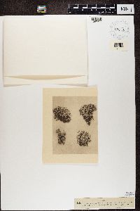 Cladonia phyllophora image