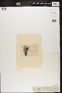 Cladonia furcata image