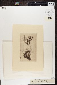 Cladonia scabriuscula image