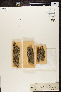 Cliostomum griffithii image