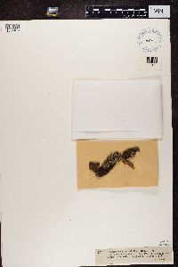 Hypocenomyce caradocensis image