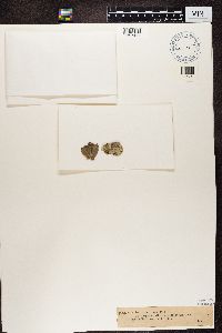 Leprantha caesia image