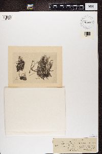 Cladonia fimbriata image