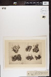 Cladonia fimbriata image