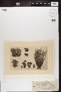 Cladonia squamosa image