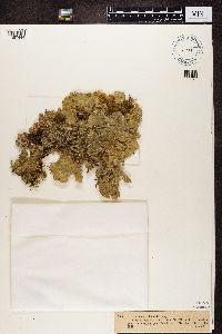 Lobaria scrobiculata image