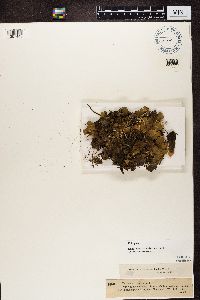 Peltigera malacea image