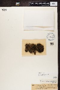 Peltigera praetextata image