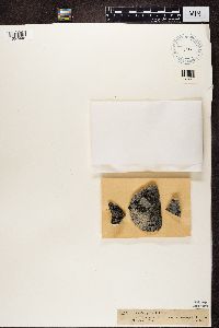 Image Associated With the Occurrence