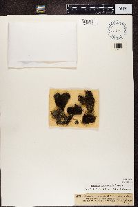 Leptogium atrocaeruleum image
