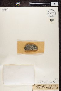 Leptogium atrocaeruleum image