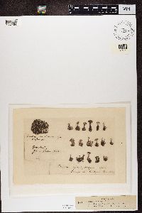 Cladonia symphycarpia image