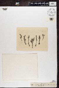 Media resource of Cladonia gracilis