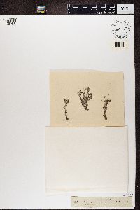 Cladonia gracilis image