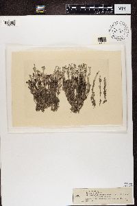 Cladonia gracilis image