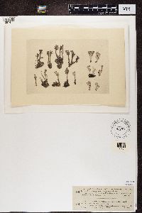 Cladonia chlorophaea image