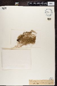 Usnea ceratina image