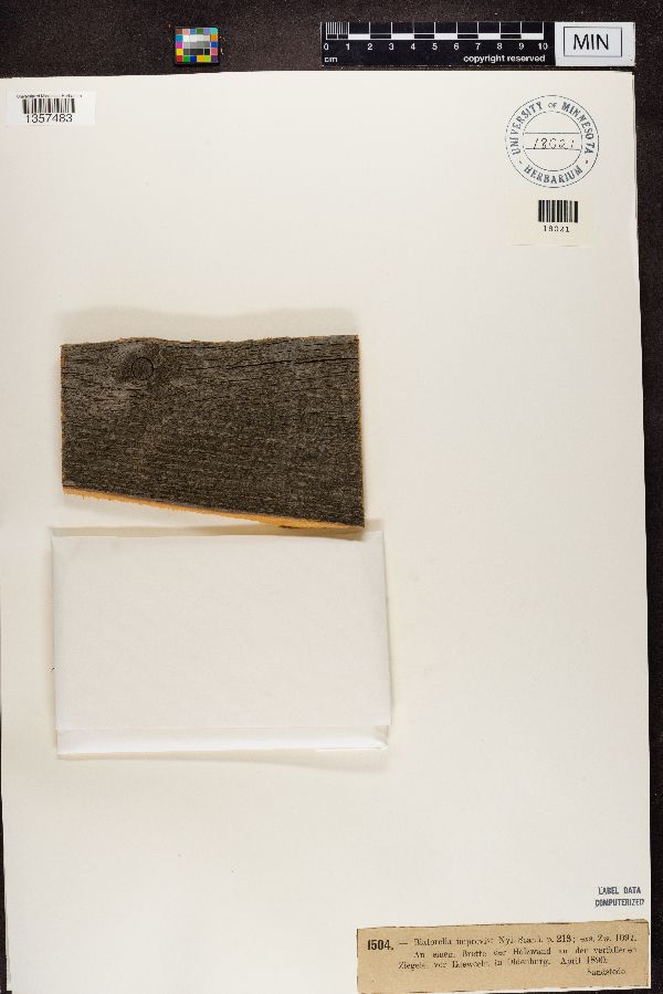 Biatorella improvisa image