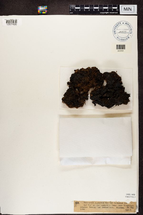 Thelocarpon superellum image