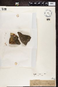 Rinodina exigua image