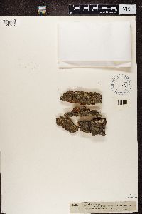 thumbnail image of current specimen