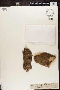 Opegrapha viridis image