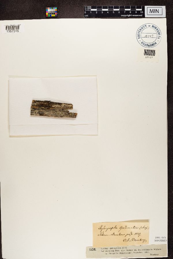 Xylographa vitiligo image