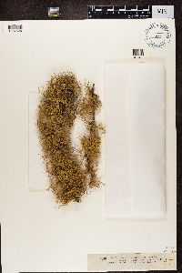 Usnea florida image