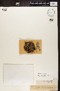 Peltigera didactyla image