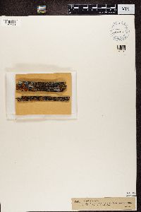 Rusavskia elegans image